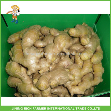 Cotação para o preço baixo China Fresh Ginger Mercado Europeu 250g até